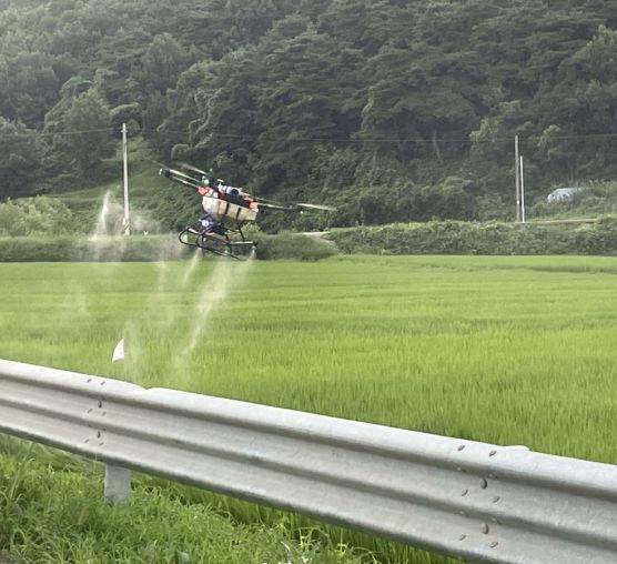 전남지역 수도작 드론방제