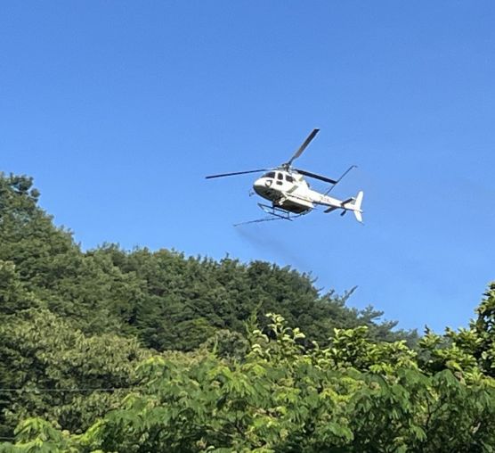전남지역 밤나무 항공방제